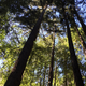 Redwood forest, Lompico.